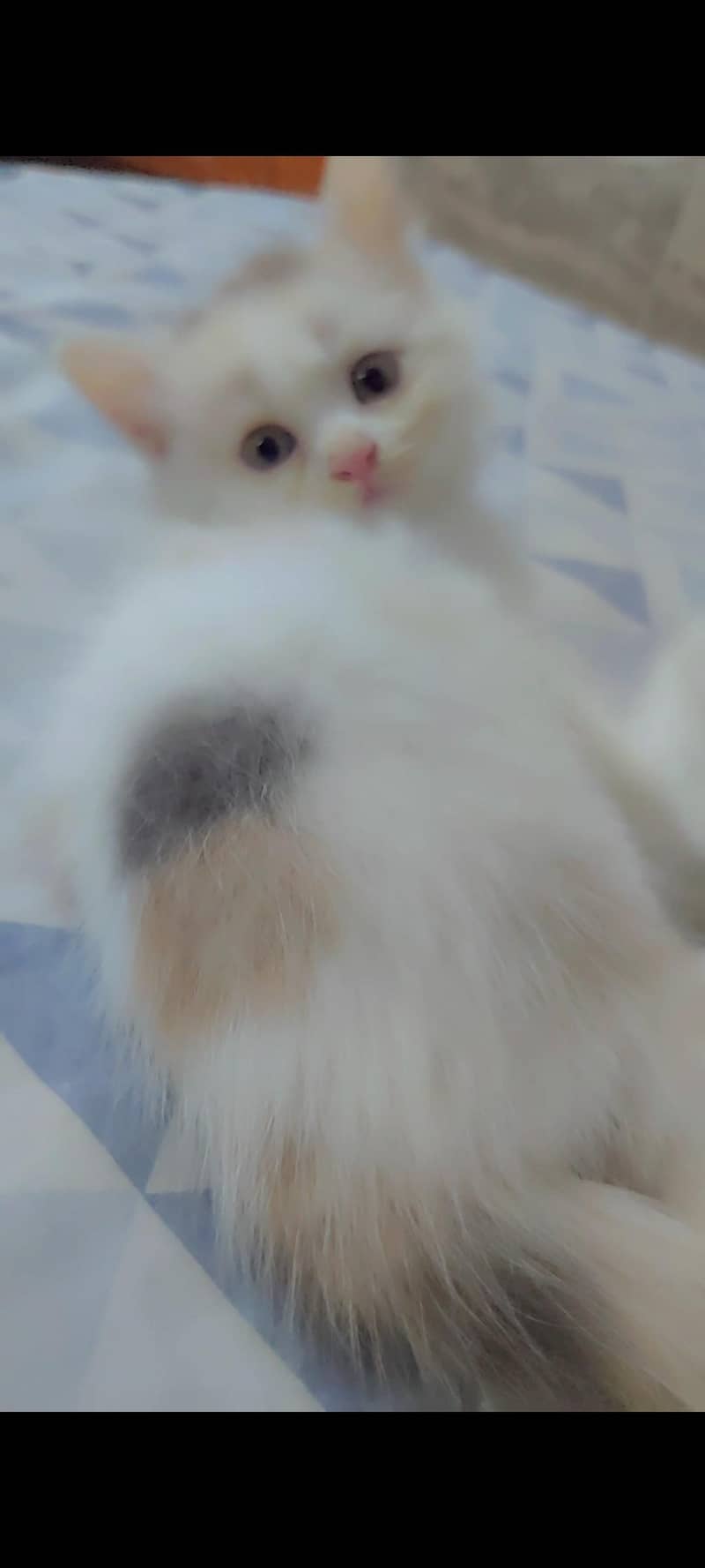 Siberian cat 2