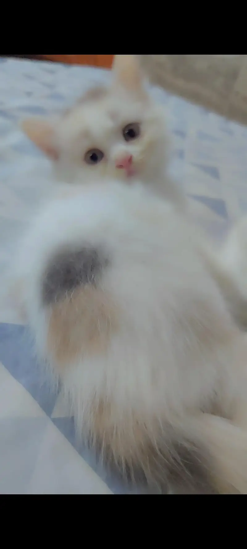 Siberian cat — photo 3