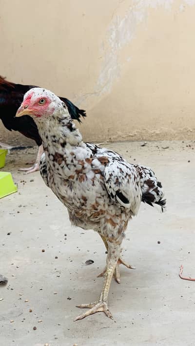 Aseel pair high quality