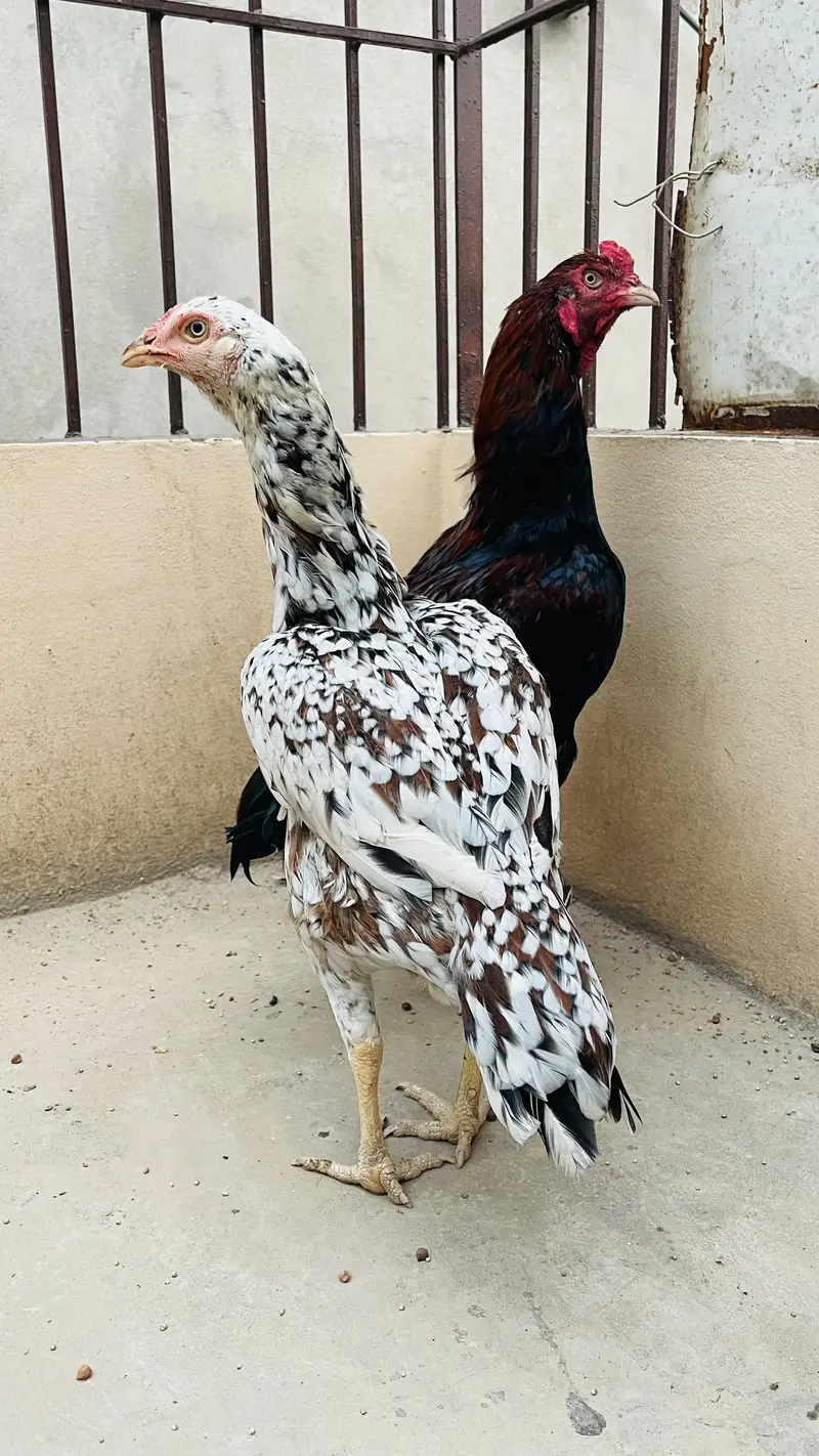 Aseel pair high quality — photo 3