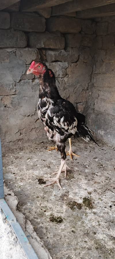 2 pathy for sale 03361155620