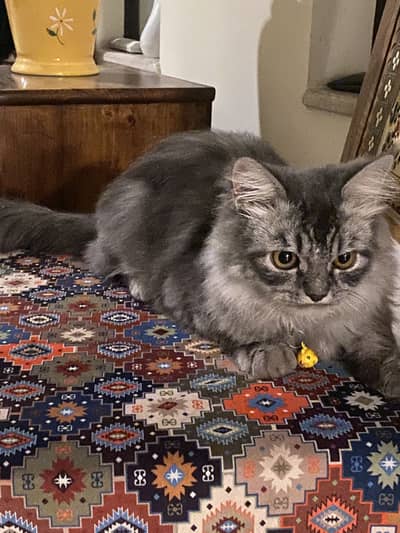 Persian gray cat