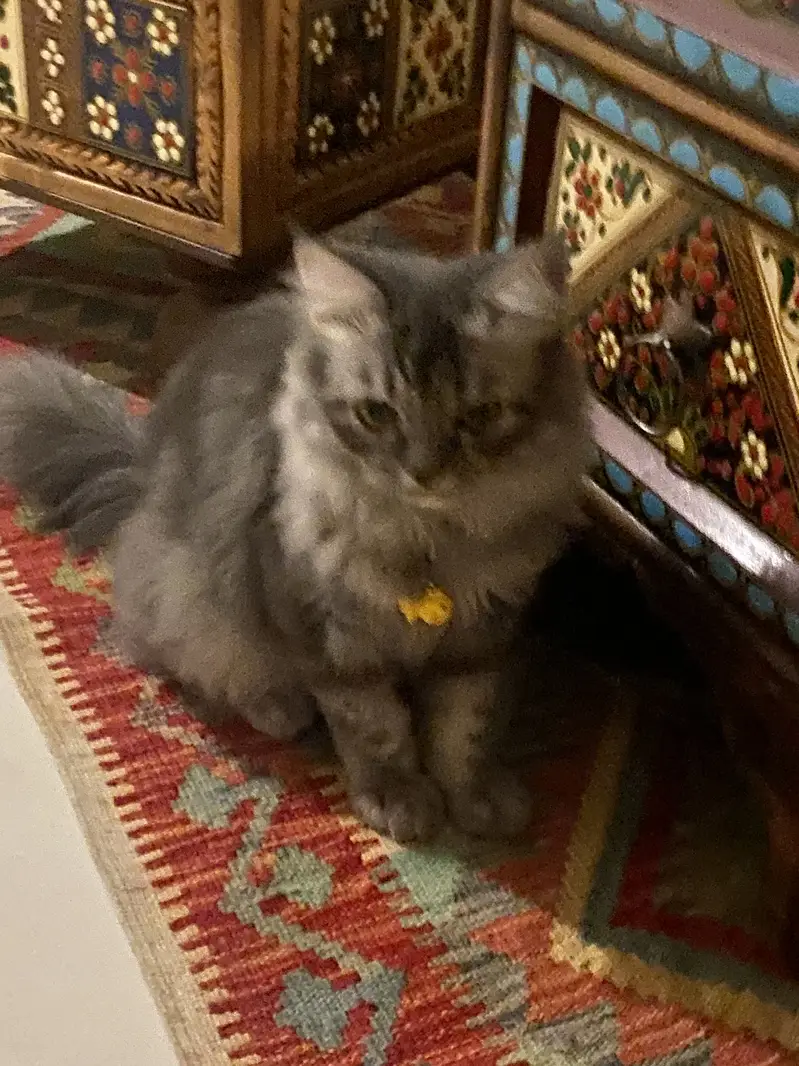 Persian gray cat — photo 2
