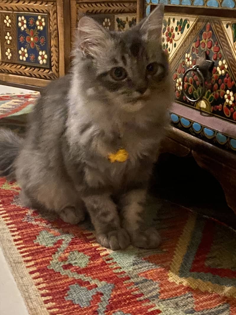 Persian gray cat 2