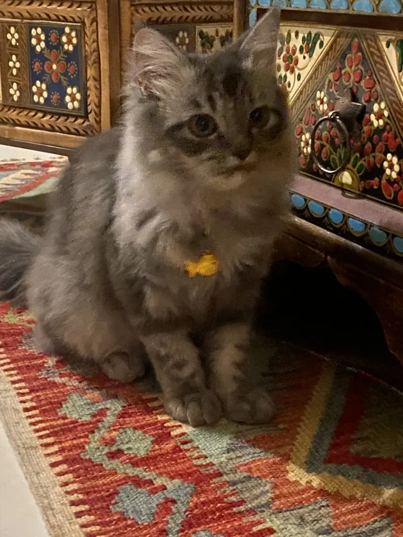 Persian gray cat — photo 3