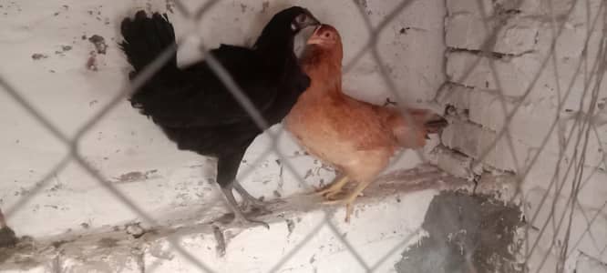 2 hens for sale cheapest rate jis na Lani ha woo rabta Kara