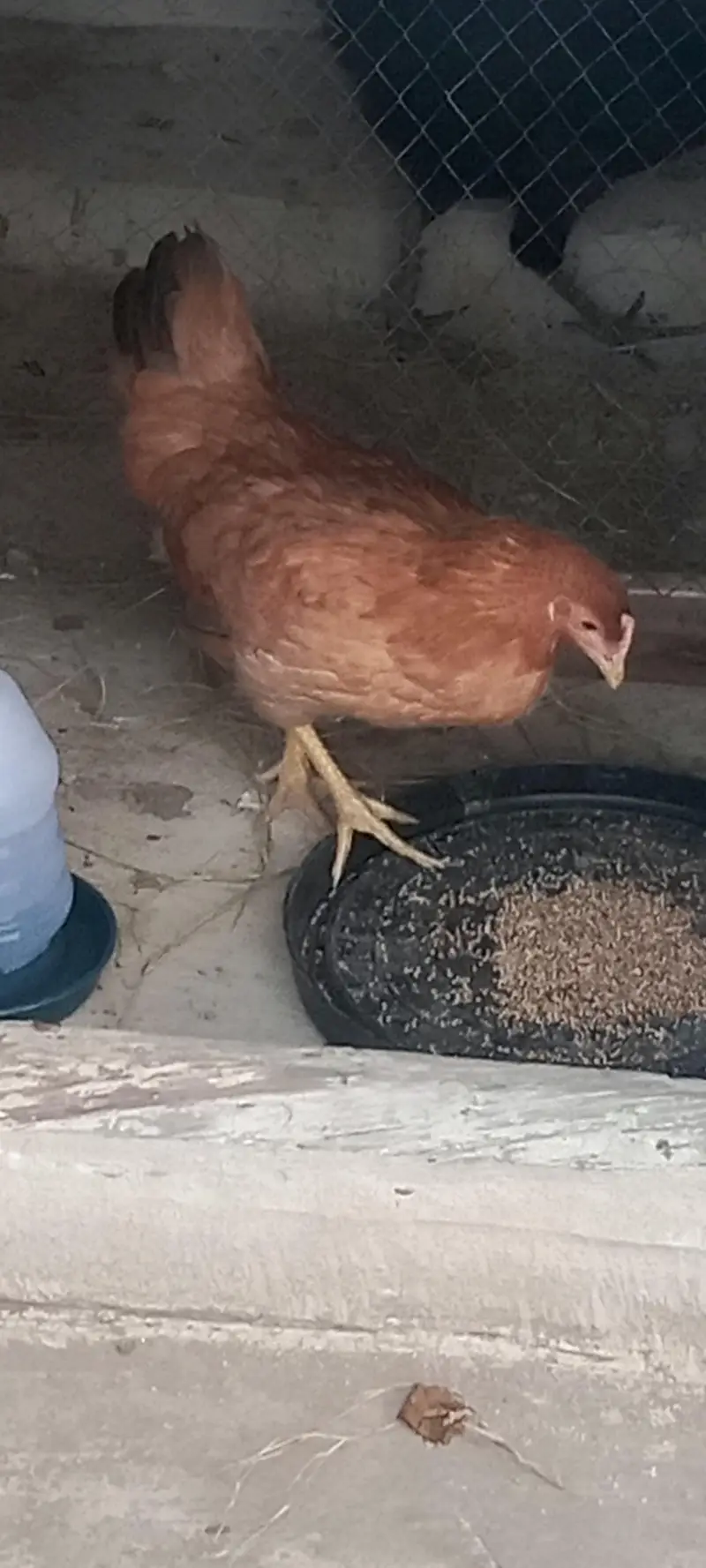 2 hens for sale cheapest rate jis na Lani ha woo rabta Kara — photo 2