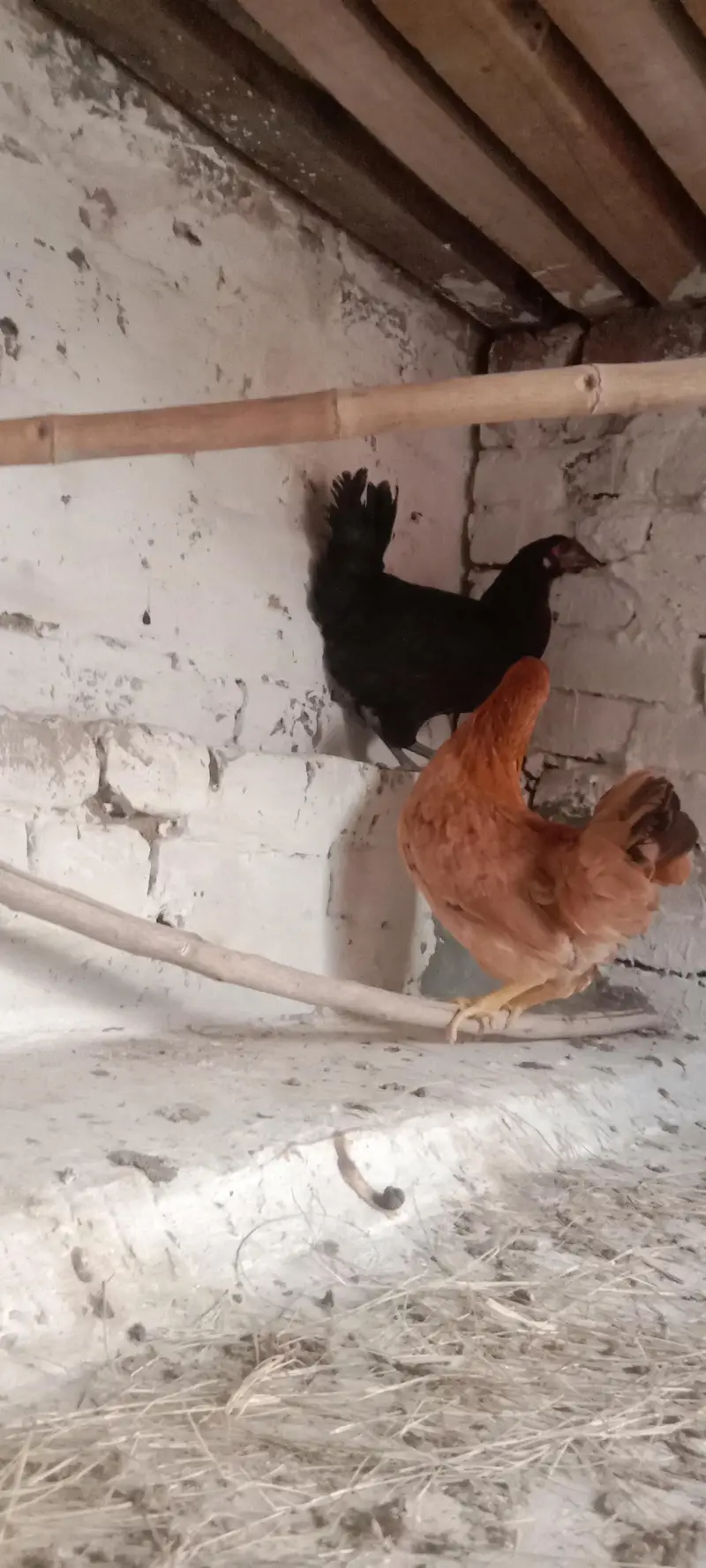 2 hens for sale cheapest rate jis na Lani ha woo rabta Kara — photo 3