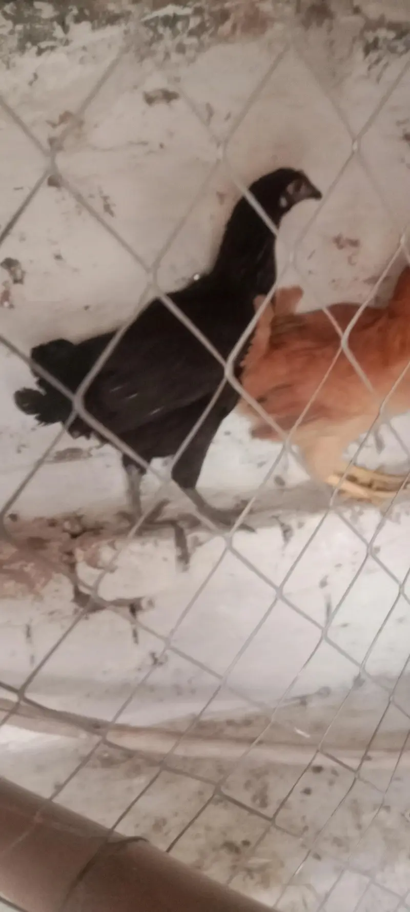 2 hens for sale cheapest rate jis na Lani ha woo rabta Kara — photo 4