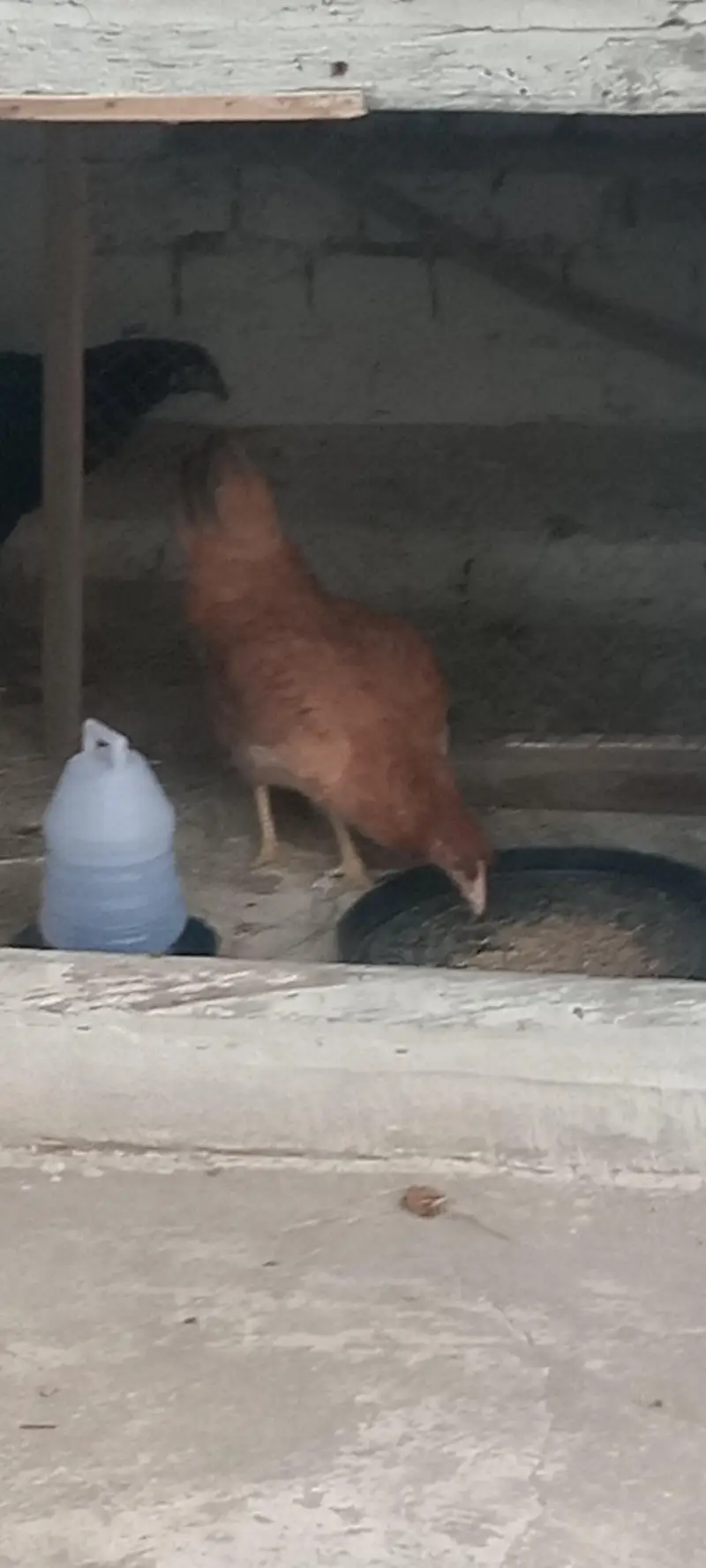 2 hens for sale cheapest rate jis na Lani ha woo rabta Kara — photo 5