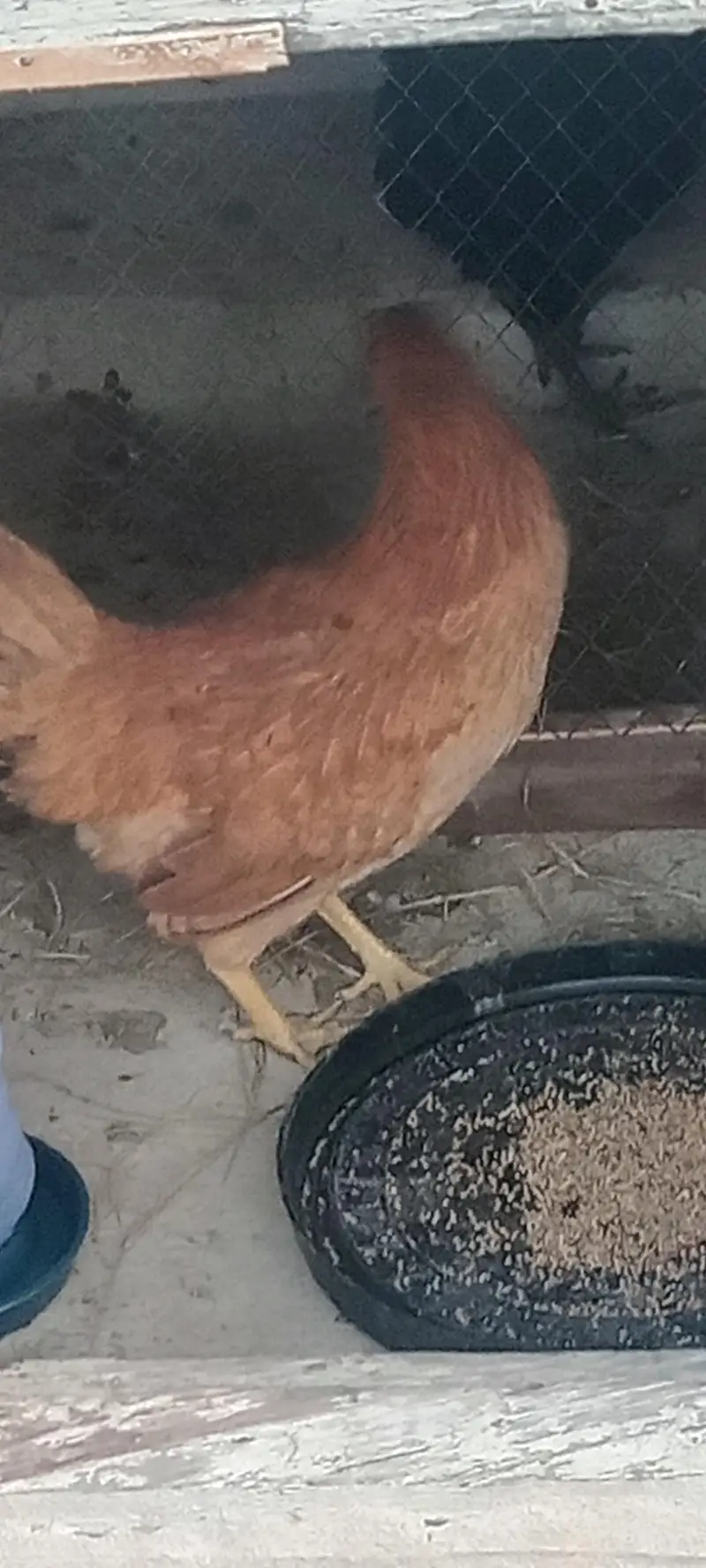 2 hens for sale cheapest rate jis na Lani ha woo rabta Kara — photo 6