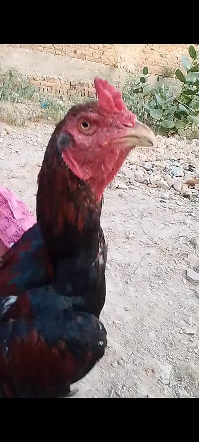 masallah high quality ka one eye breeder available hai