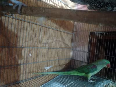 Female tame talking 03288104963