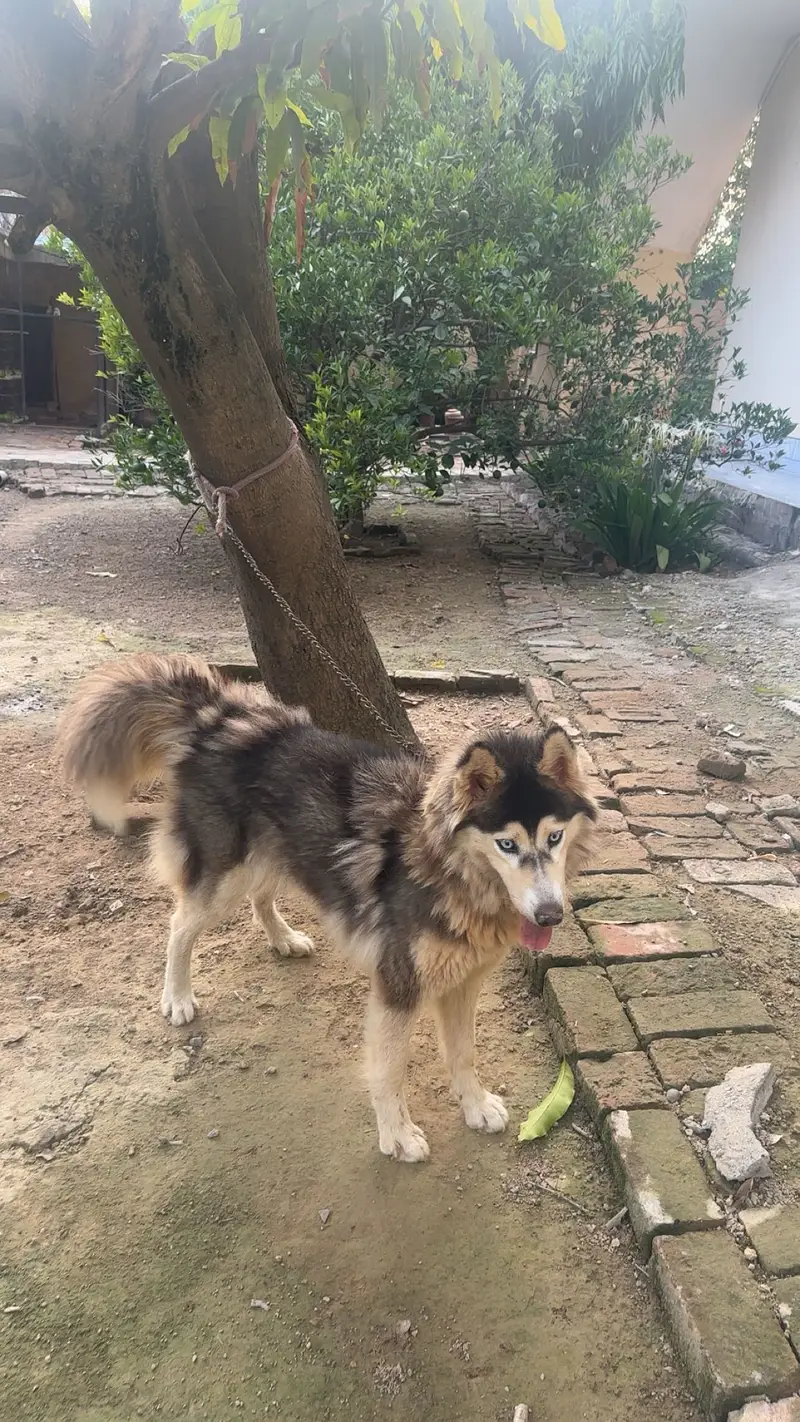 Siberian Husky puppy Wooly Coat — photo 7