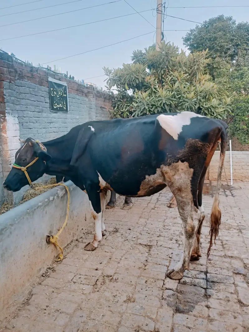Pure Frison Cow for sale