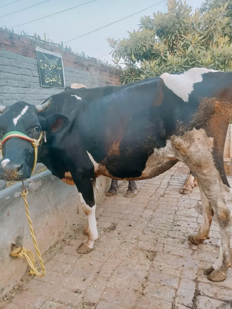 Pure Frison Cow for sale — photo 2