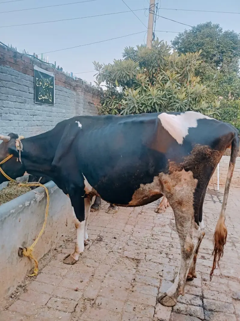 Pure Frison Cow for sale — photo 4