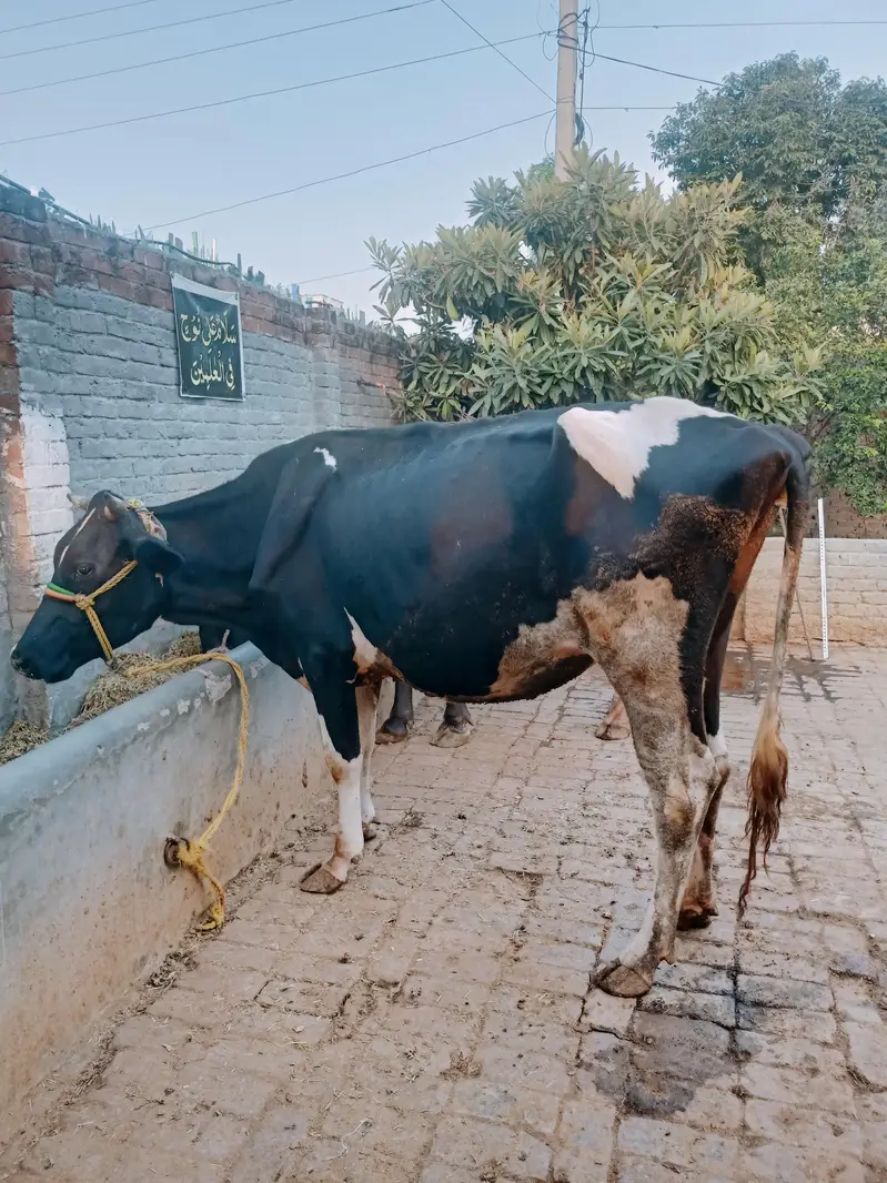 Pure Frison Cow for sale — photo 5