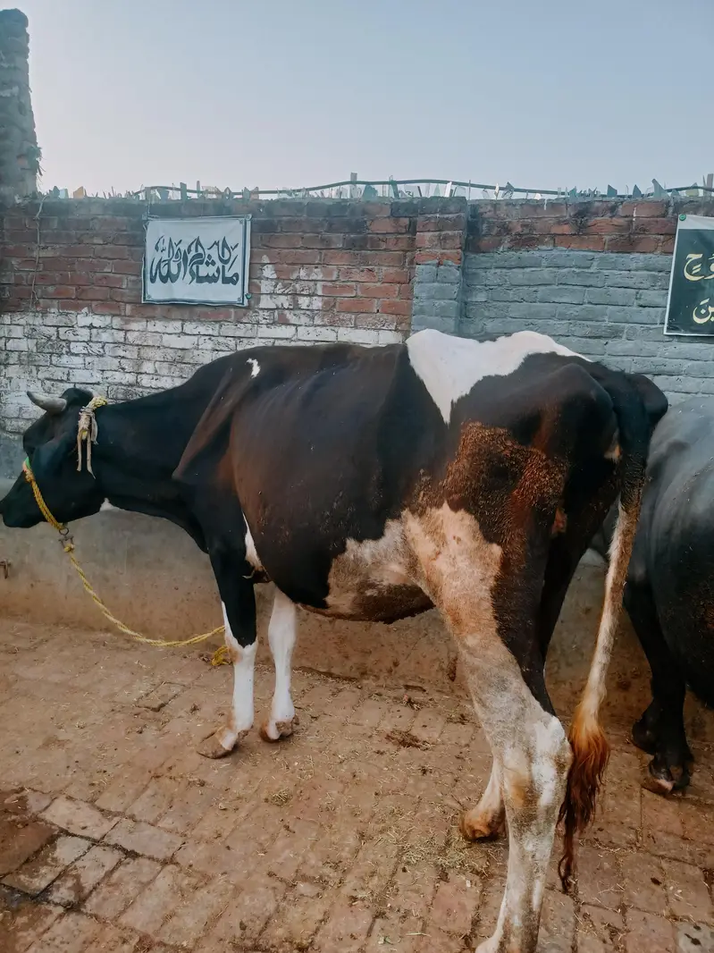 Pure Frison Cow for sale — photo 7