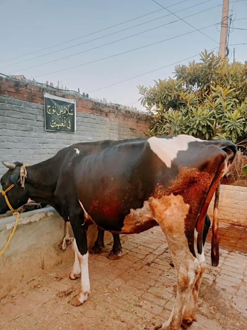 Pure Frison Cow for sale — photo 8