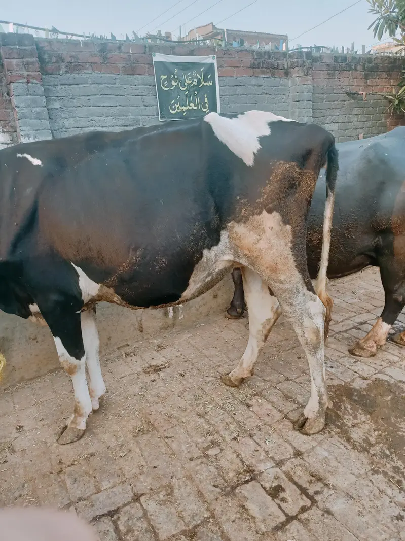 Pure Frison Cow for sale — photo 9