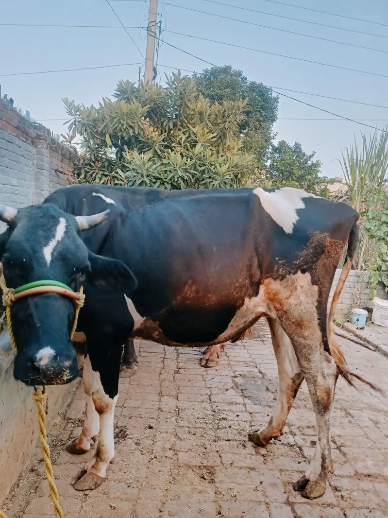 Pure Frison Cow for sale — photo 10