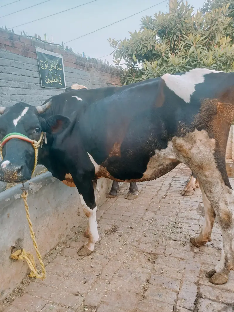 Pure Frison Cow for sale — photo 11