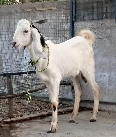 Ando 8 month Bakra live weight 22