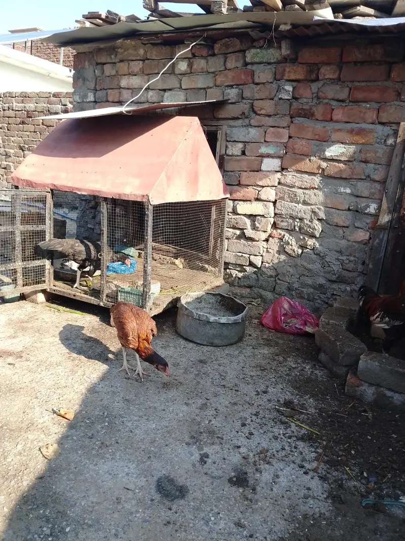 Aseel — photo 2