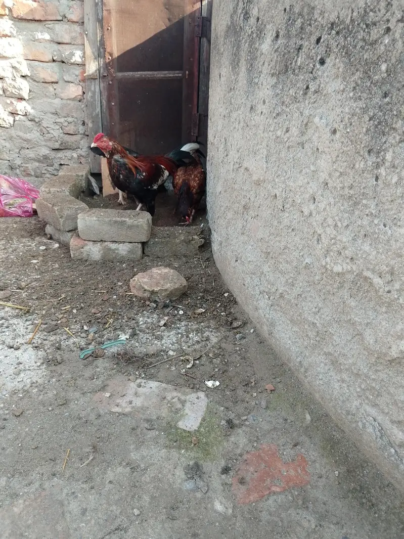 Aseel — photo 7