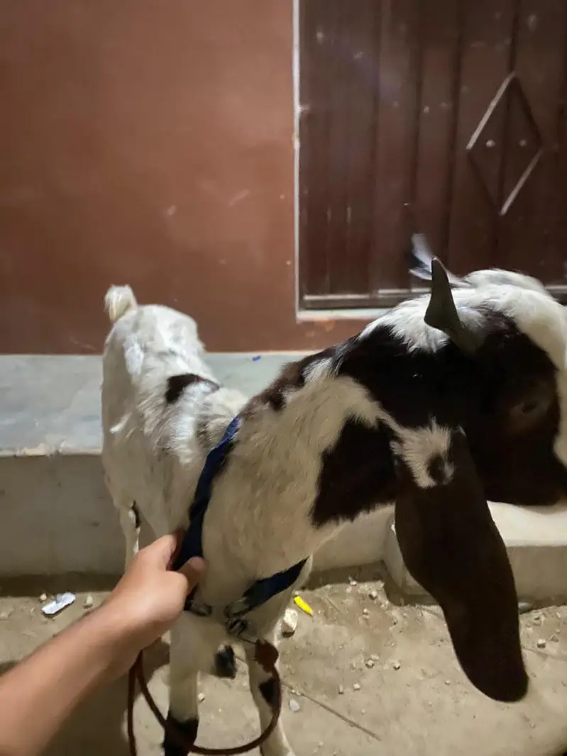 1 Baqri 1 Baqra For sell condition good