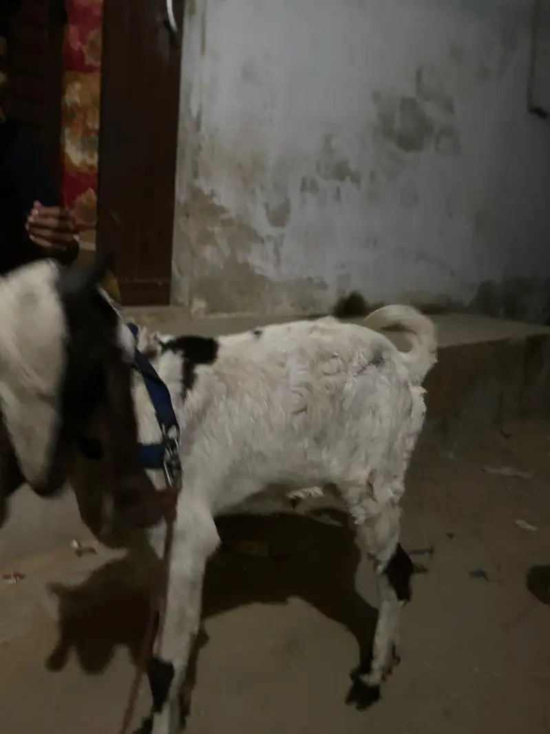 1 Baqri 1 Baqra For sell condition good — photo 3