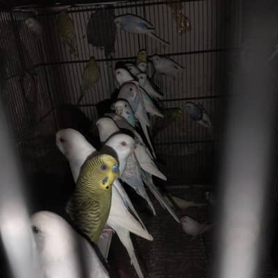 beautiful bajari bird's