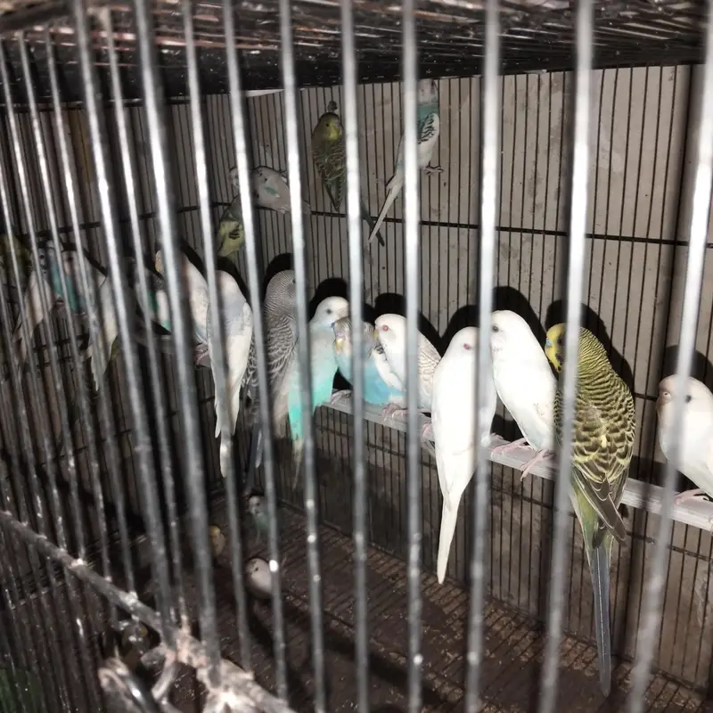 beautiful bajari bird's — photo 2