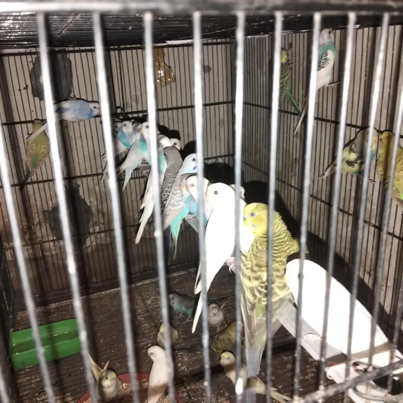 beautiful bajari bird's — photo 3