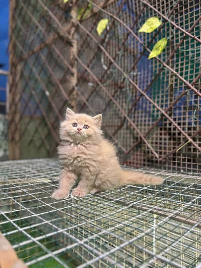 Persianpunch face male female kittens