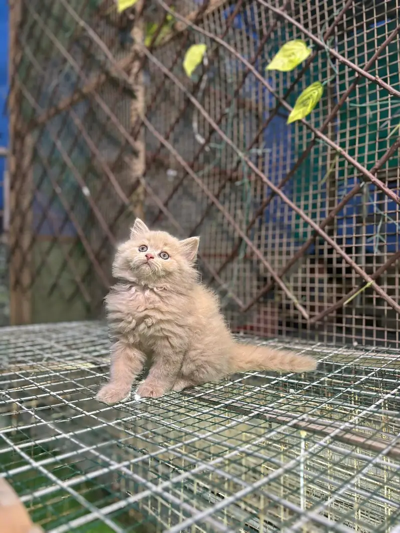 Persianpunch face male female kittens — photo 2