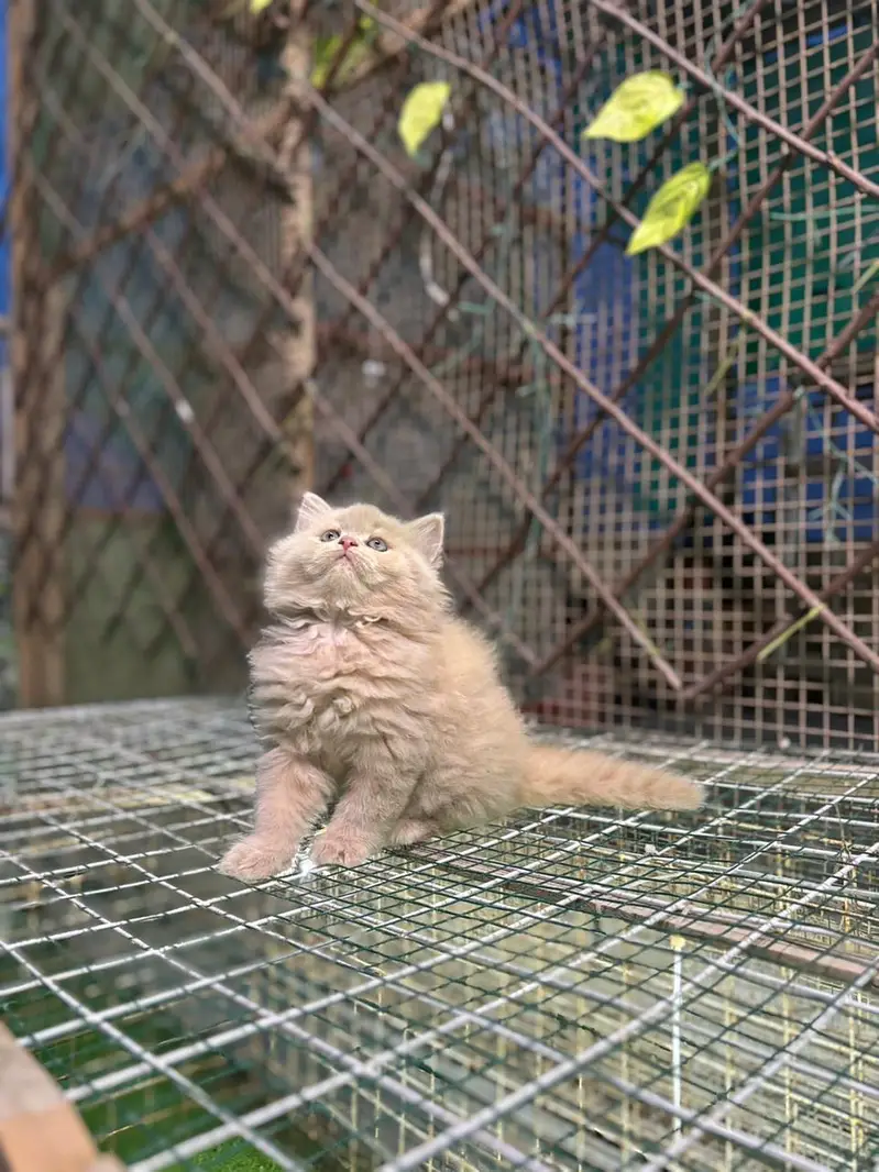 Persianpunch face male female kittens — photo 3