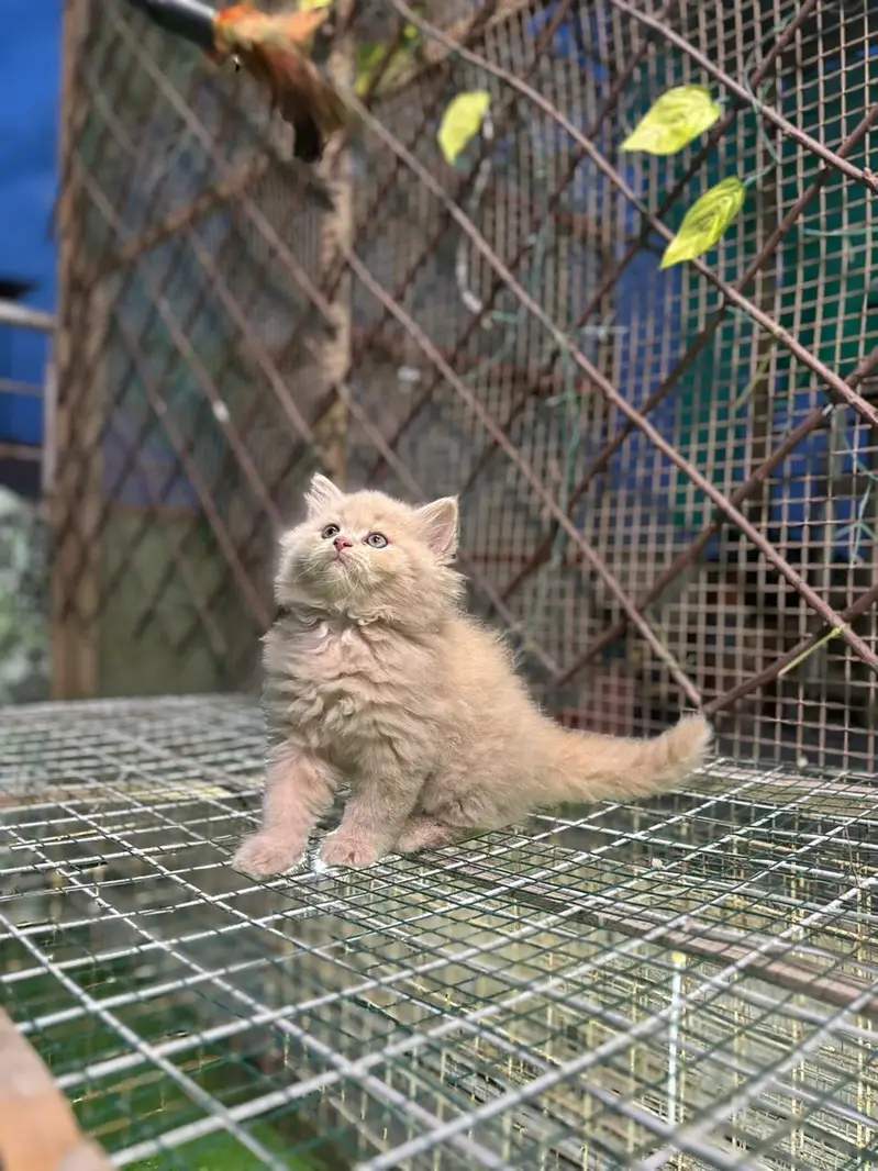 Persianpunch face male female kittens — photo 4