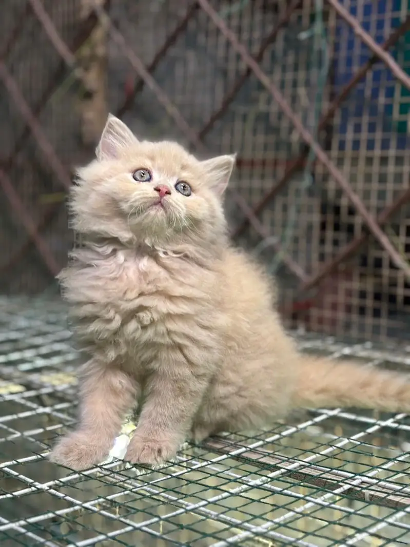 Persianpunch face male female kittens — photo 5