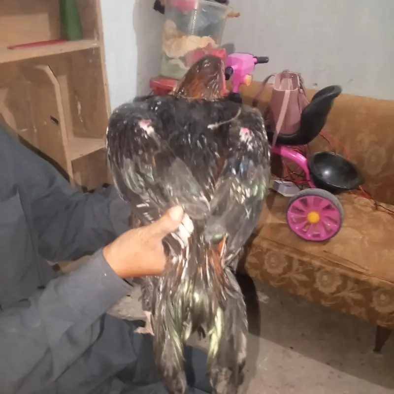 vait or kalay nawab mix — photo 4