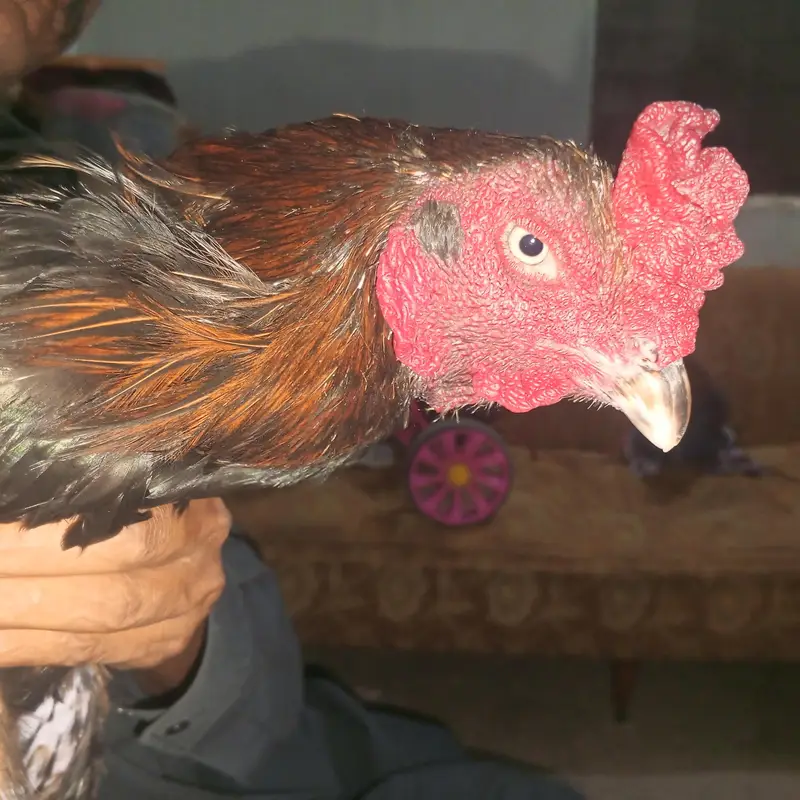 vait or kalay nawab mix — photo 5