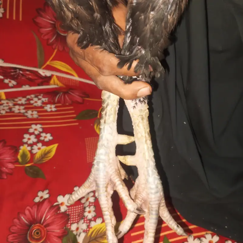 vait or kalay nawab mix — photo 7