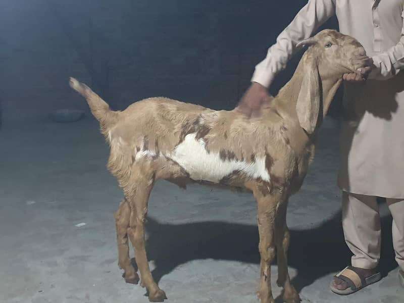 khasi Bakra 0