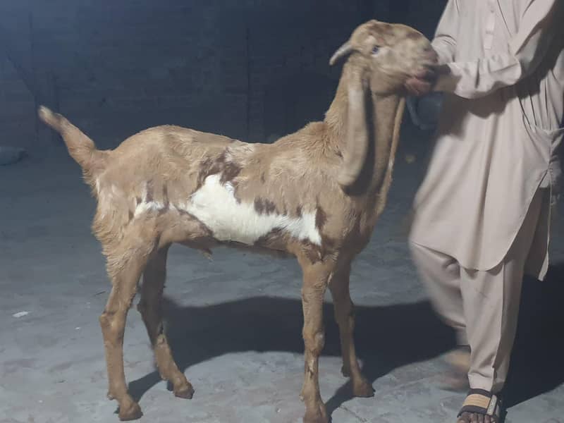 khasi Bakra 1