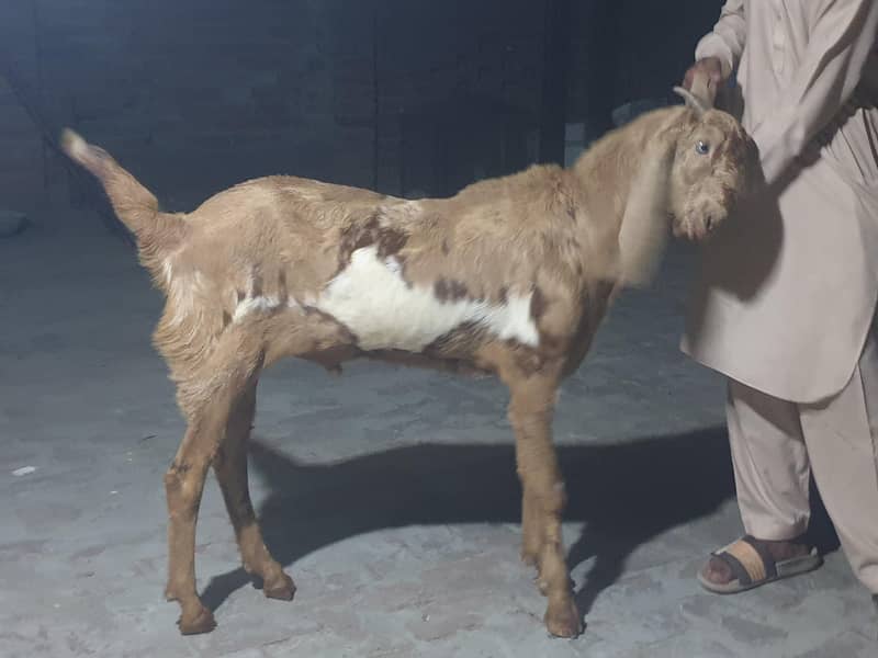 khasi Bakra 2