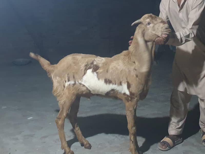 khasi Bakra 3