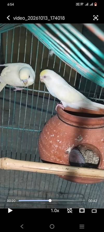 red eye breder pair