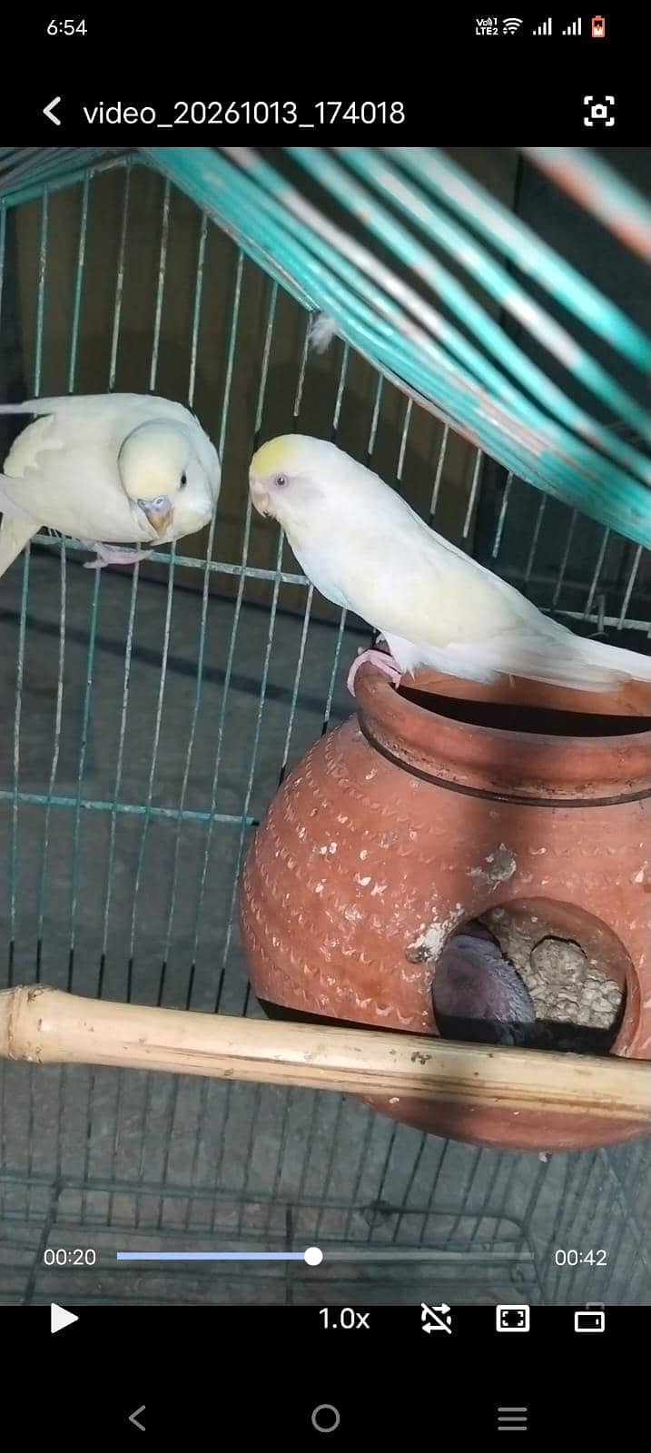 red eye breder pair 0