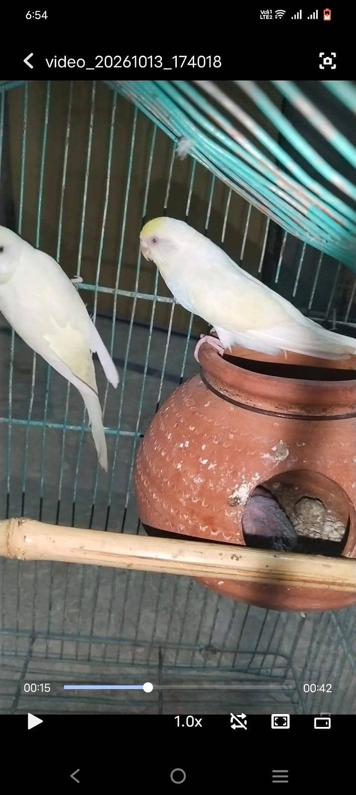 red eye breder pair 1